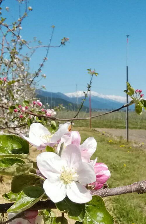 りんごの花が見頃です